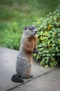 Woodchuck in the Suburbs