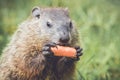 Woodchuck about to eat carrot close to mouth