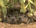 Woodchucks Royalty Free Stock Photo
