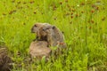 Woodchucks Royalty Free Stock Photo