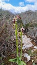 Woodcock bee-orchid