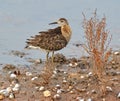 Woodcock in the marsh