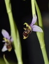 Woodcock Orchid