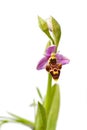 Woodcock Orchid - Ophrys scolopax