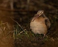 Woodcock is pictured singing in the Johnson Mill Rd area of Lewisburg, PA