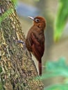 Woodcreeper, Dendrocincla homochroa, on a tree branch in Belize