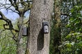 Woodcrete bat box hanging on a tree Royalty Free Stock Photo