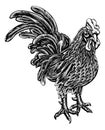 Woodcut Rooster Chicken