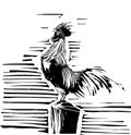 Woodcut Rooster Crowing