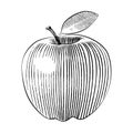 Woodcut style apple illustration line art