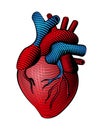 Woodcut style colored human heart line art Royalty Free Stock Photo