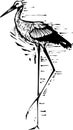 Woodcut walking Stork