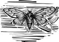 Woodcut winged cicada