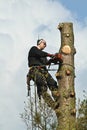 Woodcutter in action in a tree in denmark Royalty Free Stock Photo