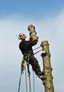 Woodcutter in action in a tree in denmark Royalty Free Stock Photo