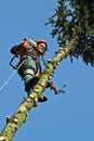 Woodcutter in action in a tree in denmark Royalty Free Stock Photo