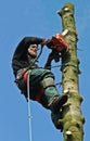 Woodcutter in action in a tree in denmark Royalty Free Stock Photo