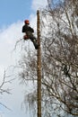 Woodcutter closeup in action in denmark Royalty Free Stock Photo