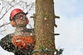 Woodcutter closeup in action in denmark Royalty Free Stock Photo