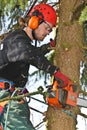 Woodcutter closeup in action in denmark Royalty Free Stock Photo