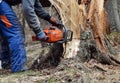 Woodcutter cutting broken tree