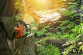 A woodcutter saws a dry tree for firewood with a chainsaw. Man is harvesting logs in the forest. Royalty Free Stock Photo