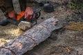 A woodcutter saws a dry tree for firewood with a chainsaw. Man is harvesting logs in the forest. Royalty Free Stock Photo