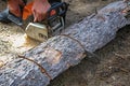 A woodcutter saws a dry tree for firewood with a chainsaw. Man is harvesting logs in the forest. Royalty Free Stock Photo