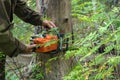 A woodcutter saws a dry tree for firewood with a chainsaw. Man is harvesting logs in the forest. Royalty Free Stock Photo