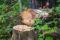 A woodcutter saws a dry tree for firewood with a chainsaw. Man is harvesting logs in the forest. Royalty Free Stock Photo