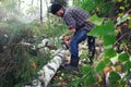 Woodcutter saws a fallen birch tree with a chainsaw in the forest. lumberjack sawing log in woods