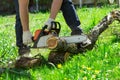 Sawing chainsaw tree Royalty Free Stock Photo