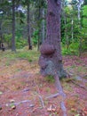 Tree trunk with burls