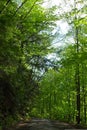 Wooded country road in Pennsylvania