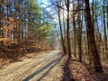 Wooded gravel road