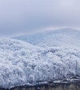 Wooded hill covered with snow