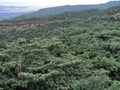 Wooded landscape in Mago National Park of Southern Ethiopia Royalty Free Stock Photo