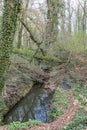 Wooded landscape, narrow stream among wild vegetation, bare trees, climbing plants on trunks