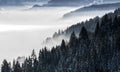 Forested mountain slope in low lying valley fog with silhouettes of evergreen conifers shrouded in mist. Scenic snowy