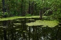 Wooded oxbow lake with duckweed flooded during the spring flood