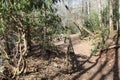 A wooded path with a leaning tree Royalty Free Stock Photo