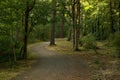 Wooded path in Oregon Royalty Free Stock Photo