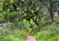 Wooded Path in Spring With Canopy of Live Oak