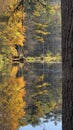 Yellow Autumn Trees Reflected & Pondside Trunk