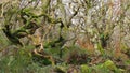 Gnarly old trees in Padley Gorge in the Peak District, Northern England