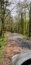 Wooded road Royalty Free Stock Photo