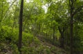 Wooded slope in a park Royalty Free Stock Photo