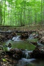 Wooded Stream Royalty Free Stock Photo