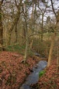 Woodland stream or beck in Winter Royalty Free Stock Photo