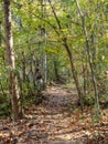 Wooded Trail with Fallen Leaves in Early Autumn Royalty Free Stock Photo